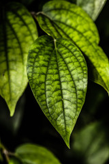 Green leaves on black background