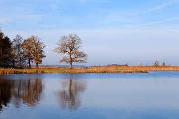 oak tree in autumn