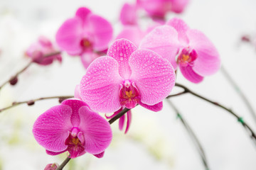 Fototapeta na wymiar różowe paski, kwiat orchidei