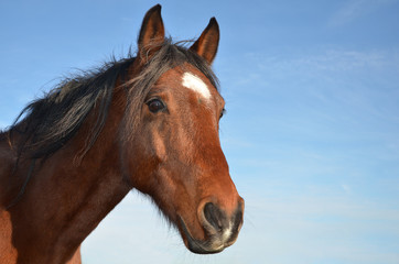Fototapeta premium Pferdeportrait