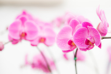 Naklejka na ściany i meble różowe paski, kwiat orchidei