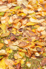 autumn leaves on ground for background
