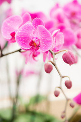 pink streaked orchid flower