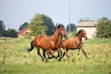 Obraz premium Horse herd running free at the field