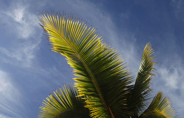 Palmenplatt im Sonnenlicht vor blauem Himmel