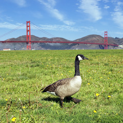 the goose step