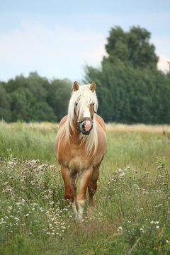 Fototapeta Beautiful palomino draught horse walking at the field