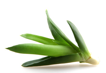 Obraz premium aloe vera isolated on white background