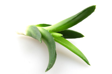 Obraz premium aloe vera isolated on white background