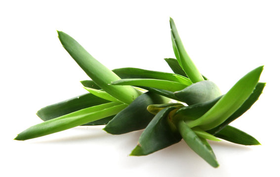 aloe vera isolated on white background