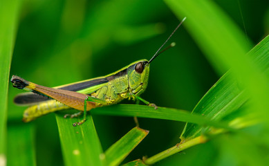 Green grasshopper with Leaves