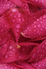 Red rose petals with water drops