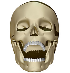 Cranio teschio denti dentatura bocca