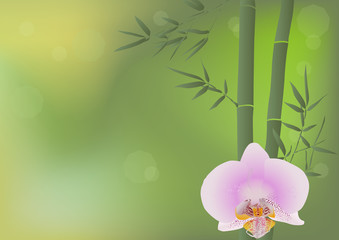 bamboo and pink orchid flower on green