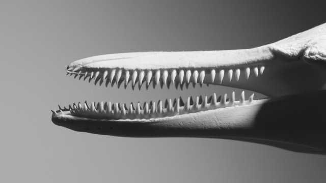 Jaws with sharp teeth