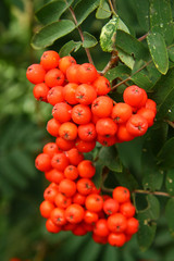 Detail of the rowanberry