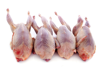 four quails