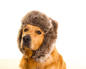 Goden retriever dog with funny winter fur cap