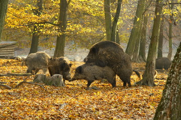 Wild pig copulating