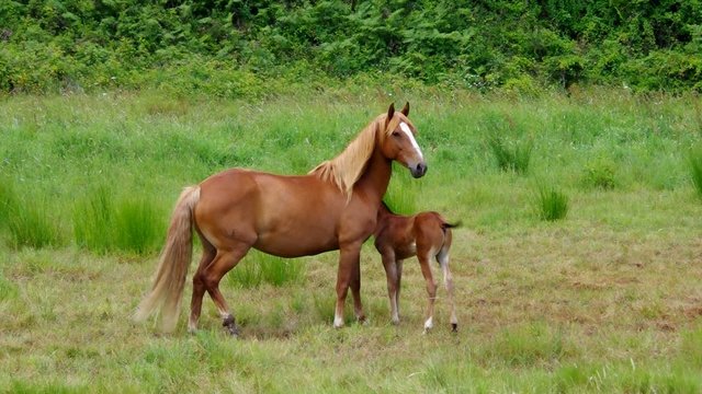 Pferd vid 05