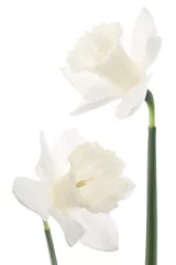Crédence de cuisine en verre imprimé Narcisse daffodil