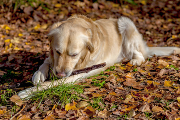 Golden Retriever