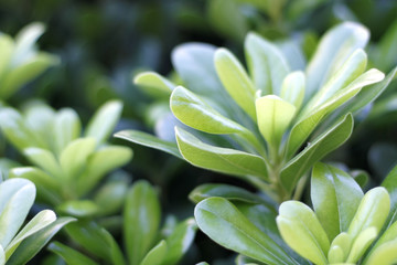 Green Leaves