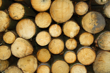 Chopped wood logs