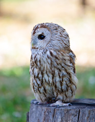 Sitting Barred owl