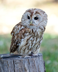Sitting Barred  owl