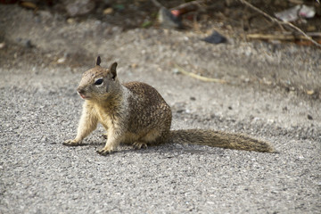 Eichhörnchen