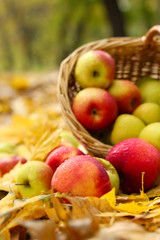 basket of fresh ripe apples in garden on autumn leaves
