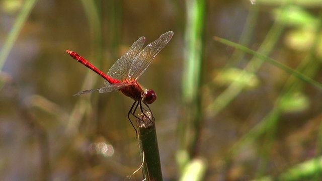 dragonfly on a pond