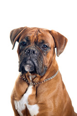Boxer dog portrait