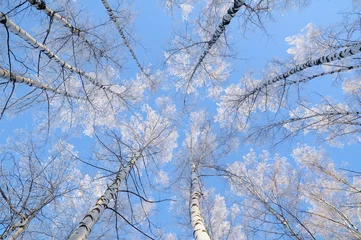 Tuinposter Winter forest © Sergey Eshmetov