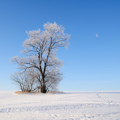 Alone tree