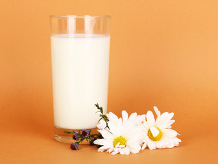 Obraz na płótnie Canvas Glass of fresh new milk with white flowers on brown background