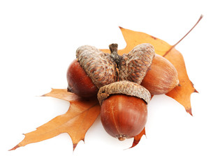 brown acorns on autumn leaf, isolated on white