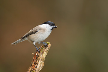 Willow tit in forest