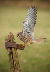Female kestrel on old textured gate post