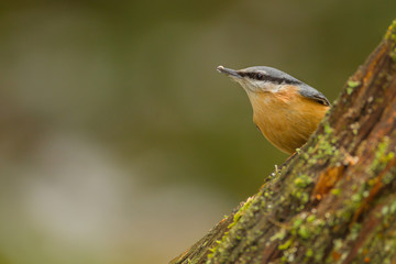 European nuthatch
