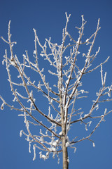 Obraz premium inverno