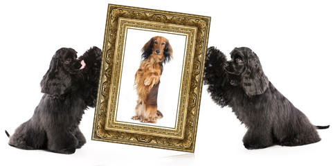 dog portrait in a gold frame