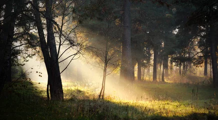 Fotobehang sunbeams in fog in the forest © Aastels