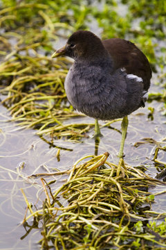 Common moorhen