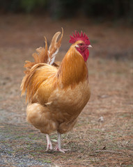 Rooster portrait