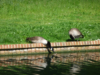 Canadian Geese Drinking