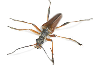 Variable longhorn, Stenocorus meridianus, isolated on white