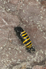 Black and yellow moth cocoon, macro photo