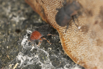 Triplax scutellaris and popypore spores, extreme close-up